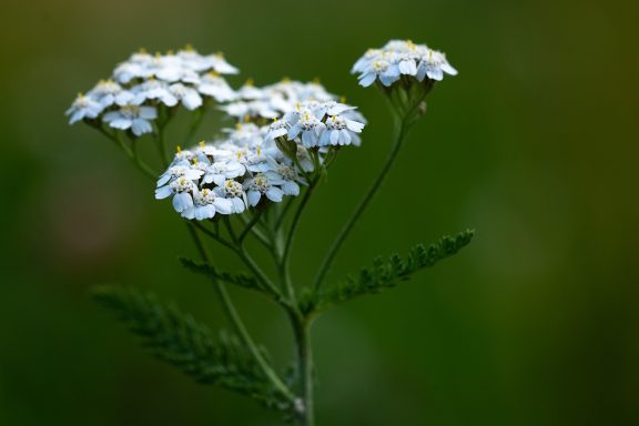 Weiße Blüten auf einem dünnen Stängel, vor unscharf grünem Hintergrund.