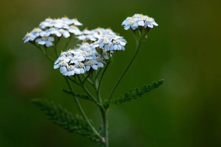 Schafgarbenblüte Weiß blühende Pflanze mit feinen, gefiederten Blättern vor unscharfem grünem Hintergrund.