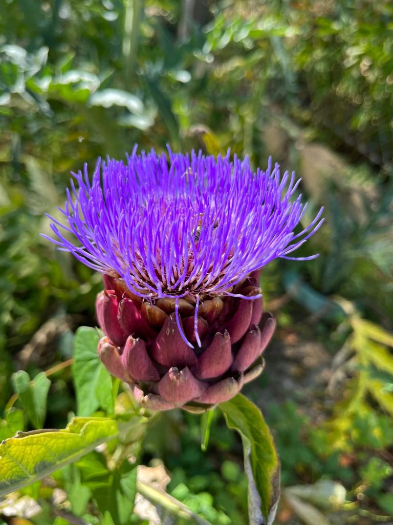Artischockenblüte Artischocke mit leuchtend violettem Blütenstand und grünem Blattwerk im Hintergrund.