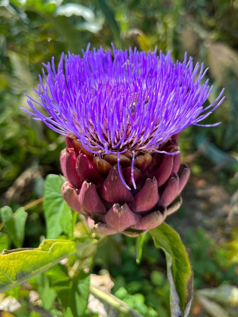 Lila-blühende Artischocke mit grünen Blättern im Hintergrund.