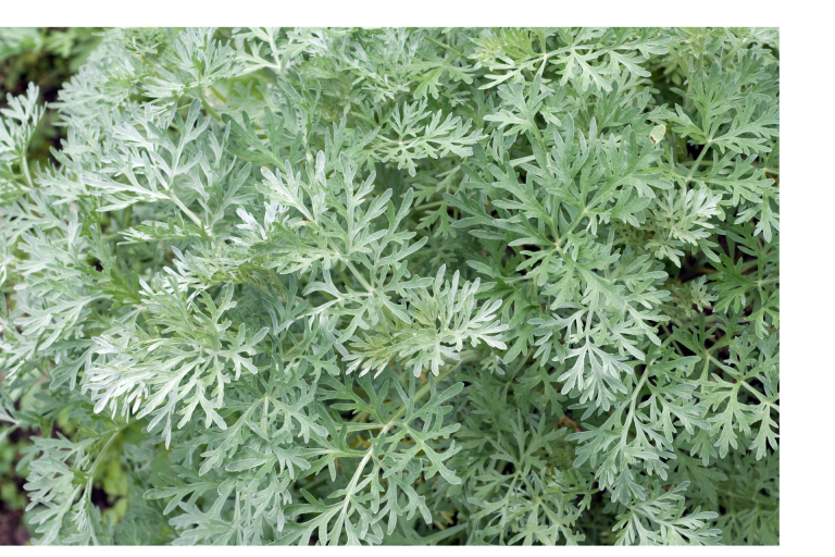 Wermut Grüne, fein gefiederte Blätter mit silbrig-grüner Farbe.