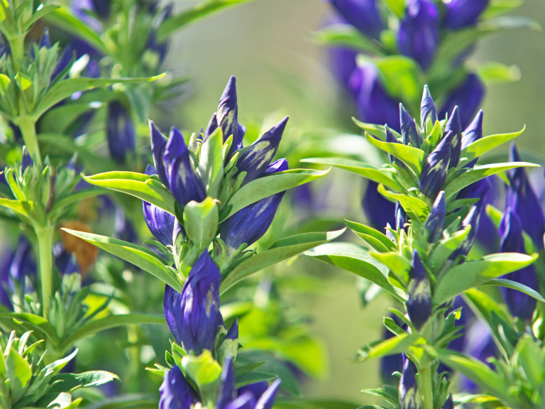 Violette Blumenknospen umgeben von grünem Laub.