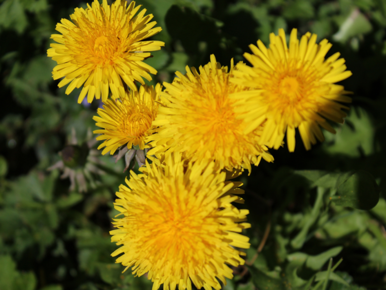 Gelbe Löwenzahnblüten, leuchtend und strahlend, wachsen im grünen Gras.